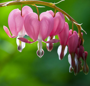 滴露心花百花齐放清水寺幸福的母女韩国仁川野生喜马拉