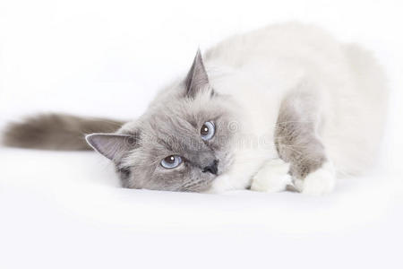 破布娃娃猫图片