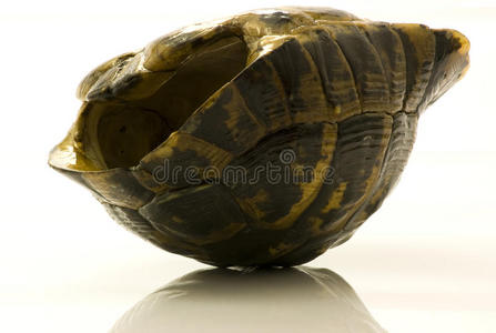 龟壳鲜艳的乌龟图片-龟壳鲜艳的乌龟素材-龟壳鲜艳的乌龟插画-摄图新