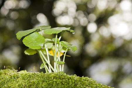 植物