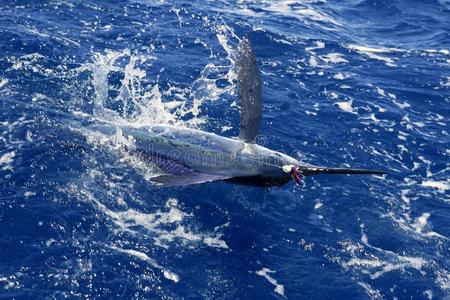 大西洋白马林鱼大型运动钓鱼照片