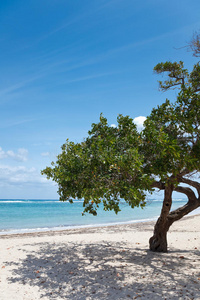海滩上的树