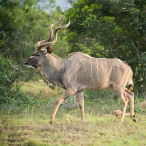 kudu正方形格式照片