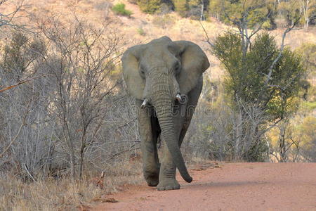大象追车，