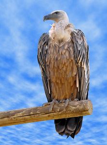 比利时狮鹫图片