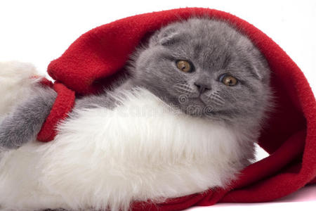 圣诞苏格兰折叠猫
