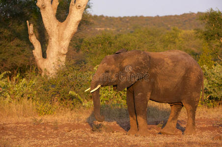 大型象公牛