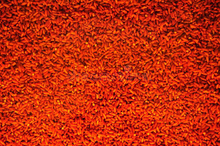 红酵母照片