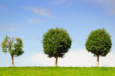三棵是单株树图片