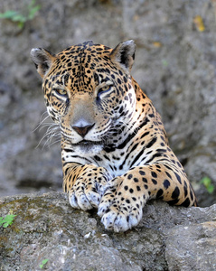 危地马拉，美洲虎或pantera onca特写镜头