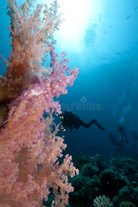 海洋珊瑚和潜水者