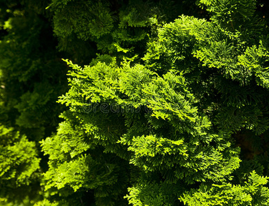 常绿的植被图片