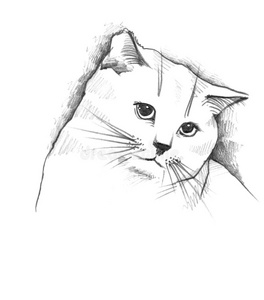猫，铅笔素描