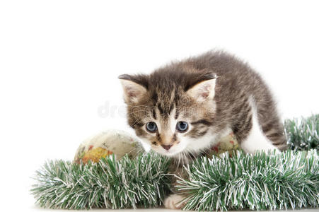 小猫在圣诞树装饰间偷偷溜达