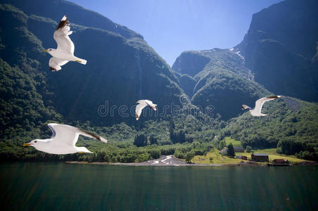 在sognefjord飞翔的海鸥