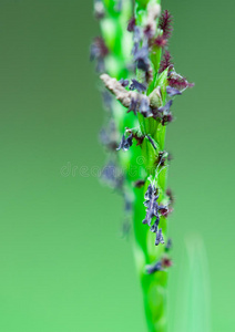 植物茎图片