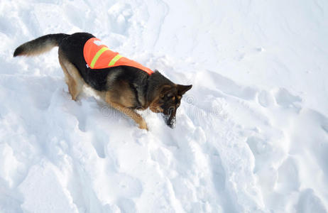 雪崩救援犬