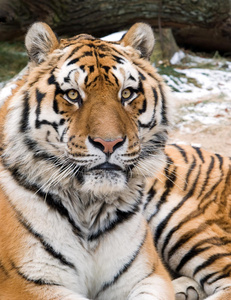 美丽的 形象 条纹 眼睛 集中 动物 美女 老虎 危险 西伯利亚