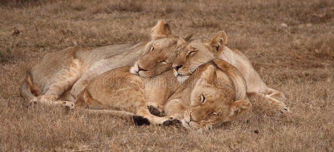 狮子的拥抱图片