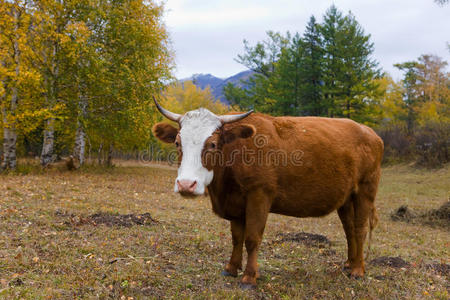 山地牧场上的牛
