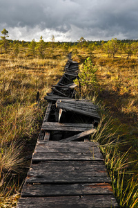 爱沙尼亚一个沼泽地里的断掉的走道