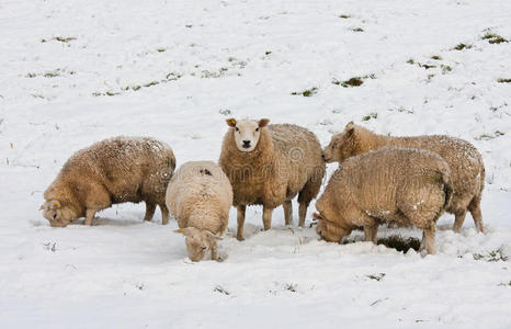 雪地里寻草的羊