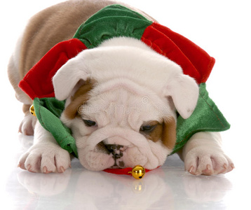 小狗戴着圣诞围巾