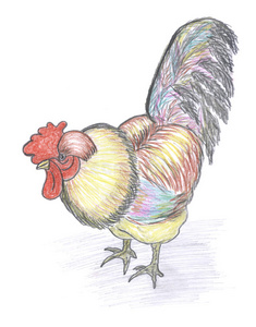 鸡的彩色素描照片