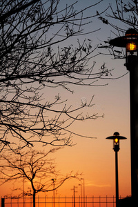 黎明时的公园灯光和树枝图片