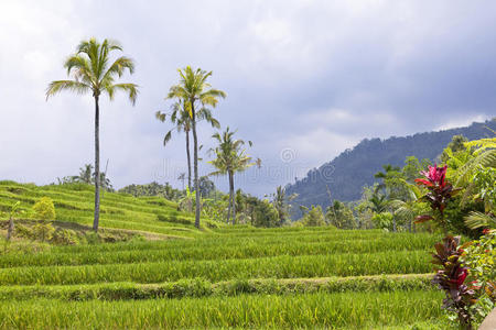 巴厘岛，米饭梯田