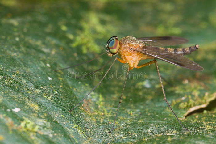 下载小样发票合同问题/举报灰蝇画翅飞翔飞虱科飞蝇科长腿苍蝇金兵
