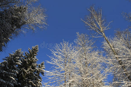 树，雪和天空