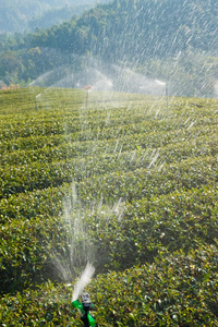 泰国北部茶园灌溉