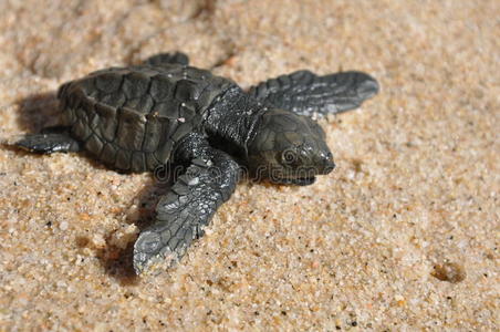 海鳗海鳗幼鱼照片