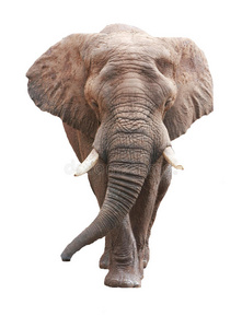 大非洲象