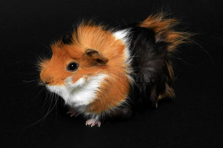可爱的小豚鼠可爱的黑底豚鼠宠物照片