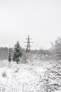 冬季景观。毛皮树生长。新雪