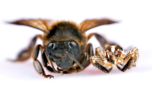 黑跳蜘蛛和蜜蜂照片