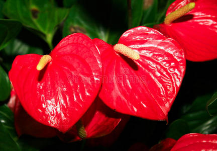 红花