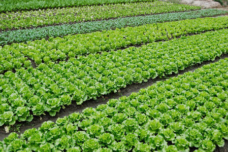 乡村菜地图片-乡村菜地素材-乡村菜地插画-摄图新视界