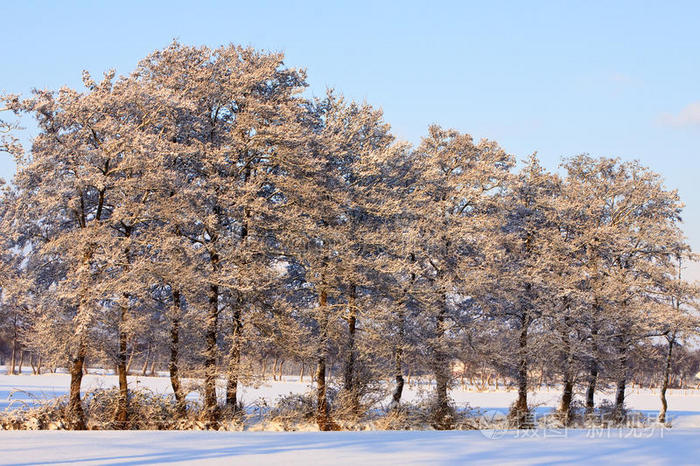 白色冬季景观中的树木