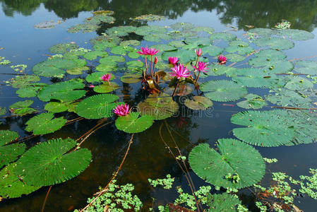池塘里的粉红睡莲花