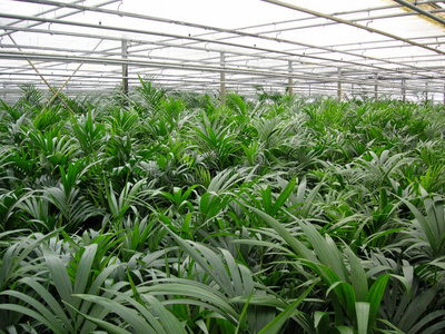绿色植物温室
