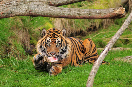 前奏曲老虎在享受它的食物照片