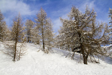 有雪的森林