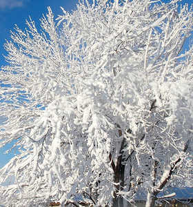 雪树