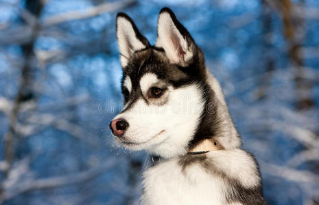雪地里的西伯利亚哈士奇小狗