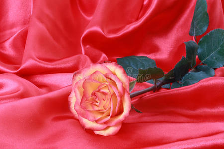 缎面粉红玫瑰