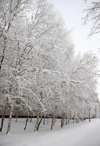 树枝上的雪和霜图片