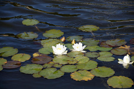 水莉莉